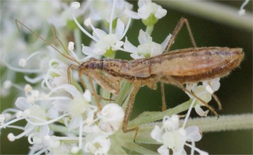 Réf. 49 231 : Nabis limbatus