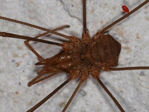 Réf. 49 822 : Phalangium opilio