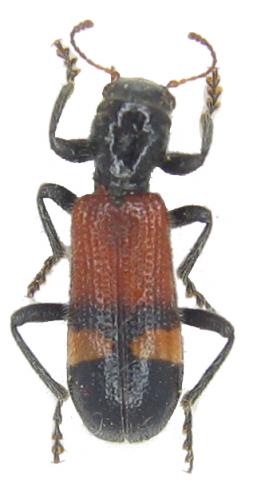 Réf. 49 320 : Opilo taeniatus