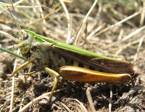 Réf. 49 435 : Omocestus viridulus