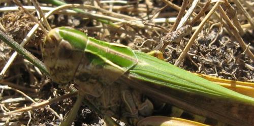 Réf. 49 447 : Omocestus viridulus