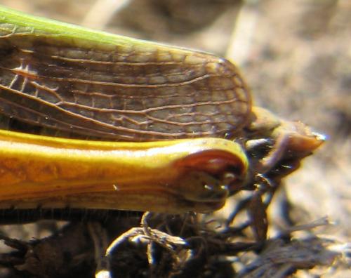 Réf. 49 448 : Omocestus viridulus