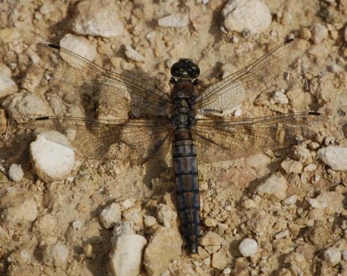 Orthetrum cancellatum