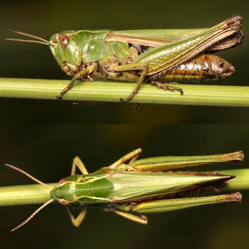 Réf. 49 968 : Omocestus viridulus
