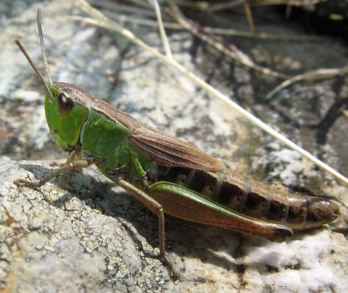 Réf. 49 406 : Pseudochorthippus parallelus