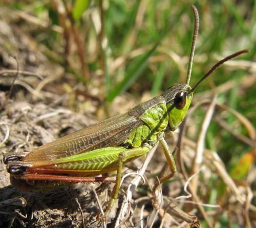 Pseudochorthippus sp.