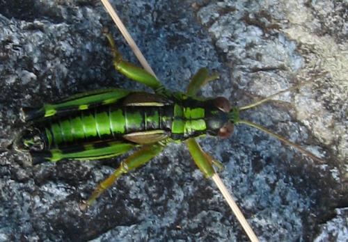 Miramella alpina subalpina