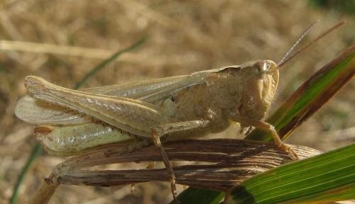 Chorthippus sp.