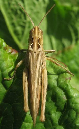 Chorthippus sp.