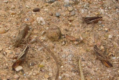 Réf. 49 552 : Chorthippus brunneus brunneus