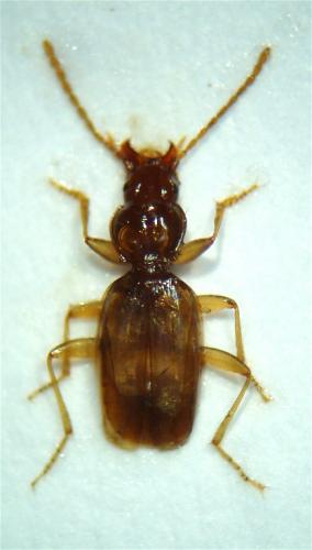 Trechus lepontinus