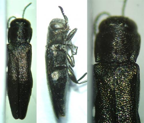 Agrilus obscuricollis