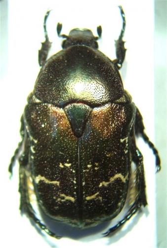 Réf. 49 943 : Potosia cuprea