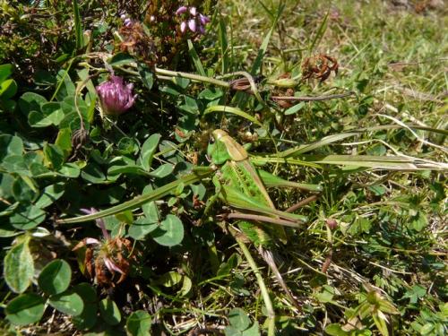 Réf. 49 768 : Decticus verrucivorus verrucivorus