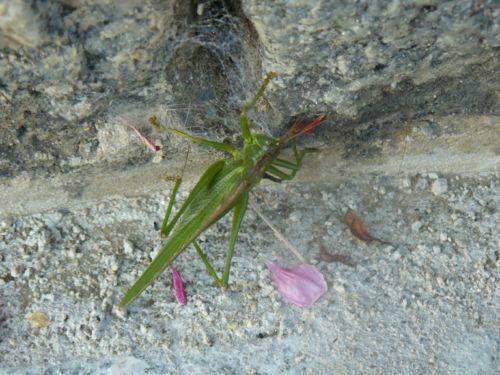 Tettigonia viridissima
