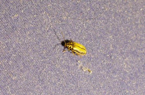Réf. 49 596 : Xanthogaleruca luteola