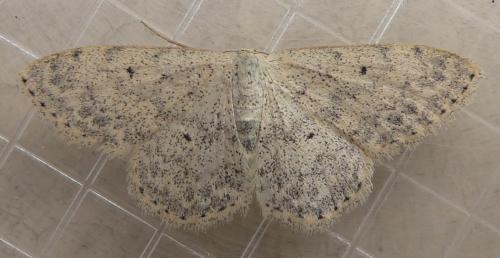 Réf. 49 468 : Scopula marginepunctata