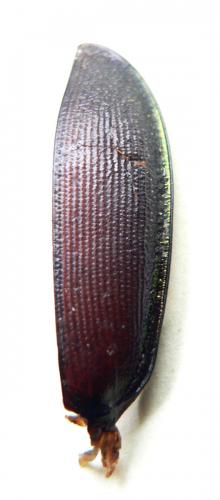 Carabus violaceus purpurascens