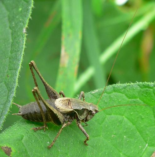 Réf. 49 495 : Pholidoptera griseoaptera