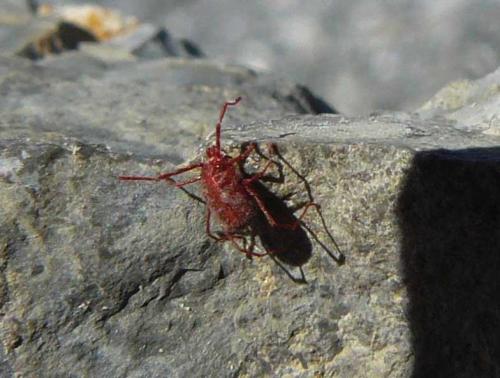 Réf. 49 525 : Erythraeus sp.