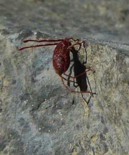 Erythraeus sp.
