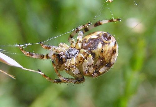 Araneus quadratus