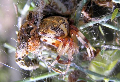 Réf. 49 376 : Araneus marmoreus
