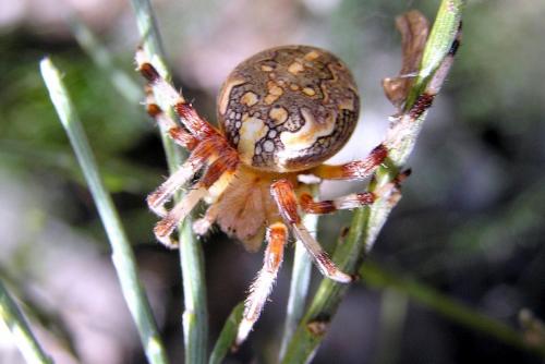 Réf. 49 399 : Araneus marmoreus