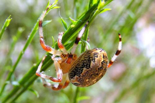 Araneus marmoreus