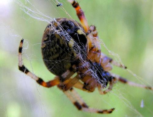 Araneus marmoreus