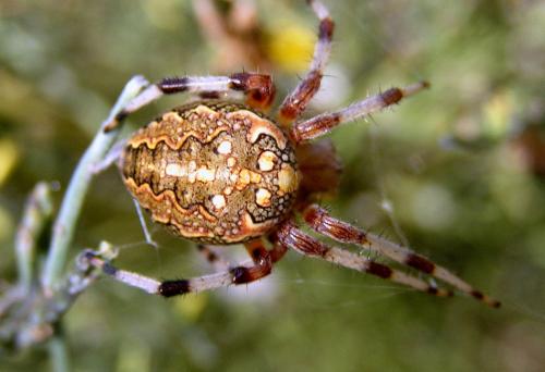 Réf. 49 412 : Araneus marmoreus