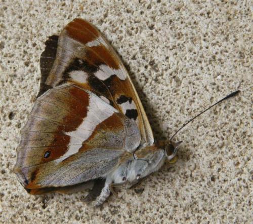 Apatura iris