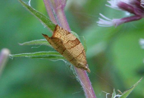 Pandemis corylana