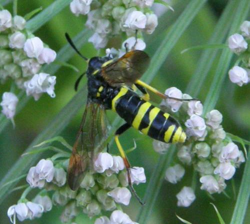 Tenthredo sp.