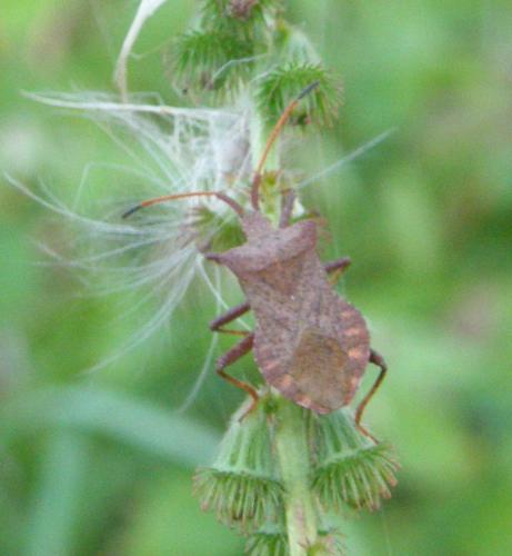 Réf. 49 012 : Coreus marginatus