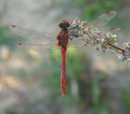 Réf. 49 013 : Sympetrum sanguineum