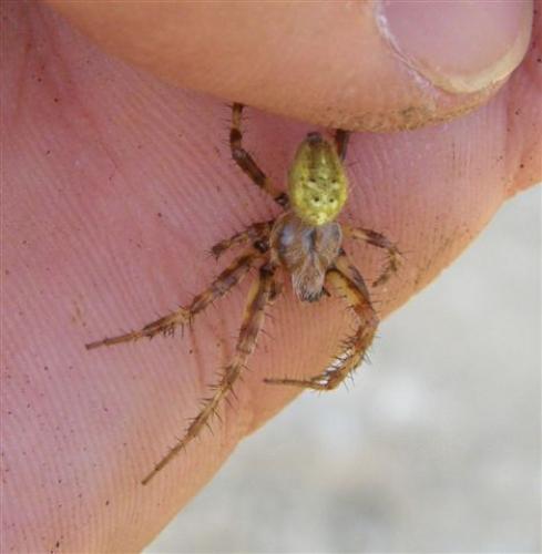 Araneus quadratus
