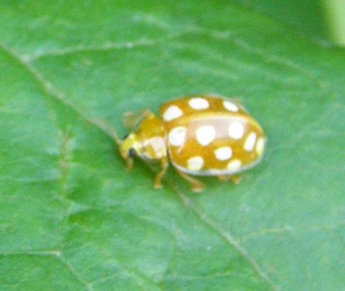 Halyzia sedecimguttata