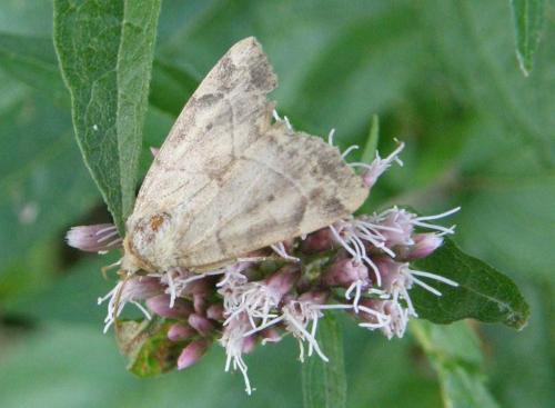 Réf. 49 066 : Cosmia trapezina