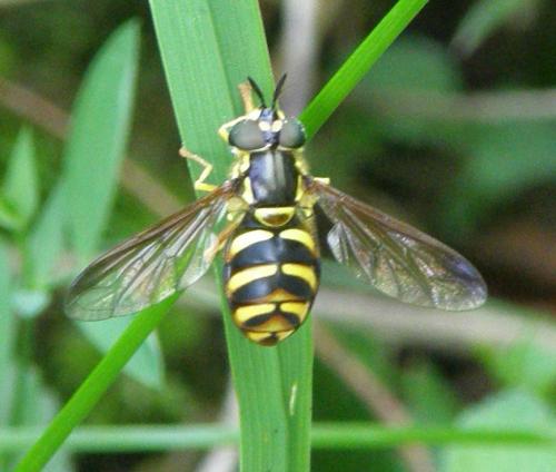 Chrysotoxum intermedium
