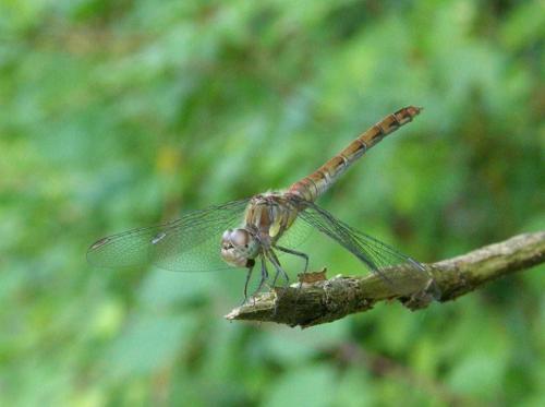 Réf. 49 071 : Sympetrum striolatum