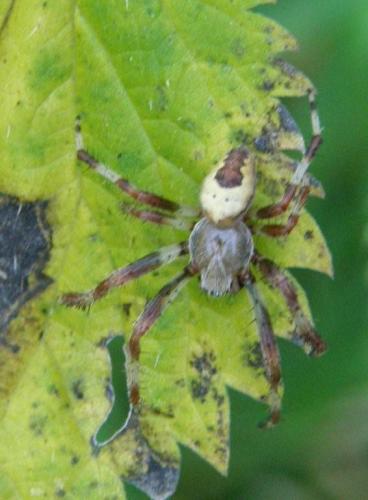 Réf. 49 067 : Araneus marmoreus