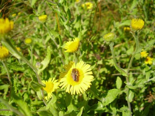 Colletes sp.