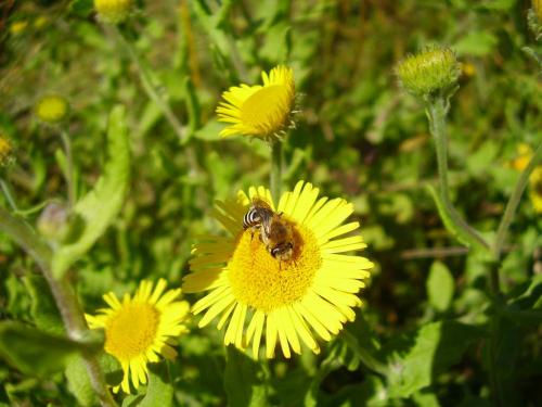 Colletes sp.