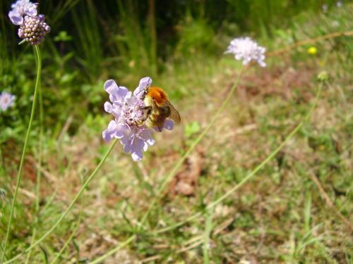 Réf. 49 262 : Bombus muscorum