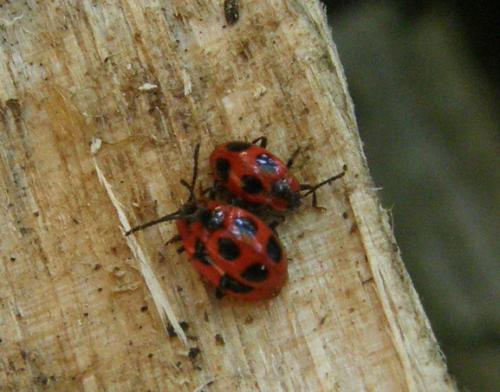 Endomychus coccineus