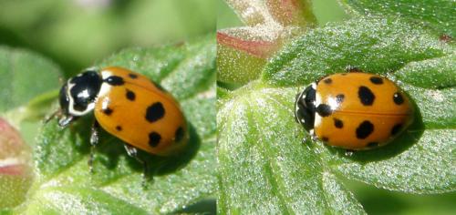 Hippodamia variegata