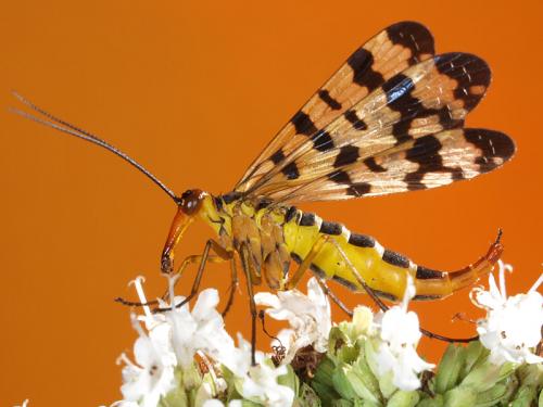 Panorpa meridionalis
