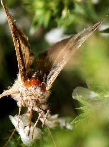 Autographa gamma