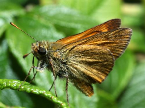 Ochlodes sylvanus